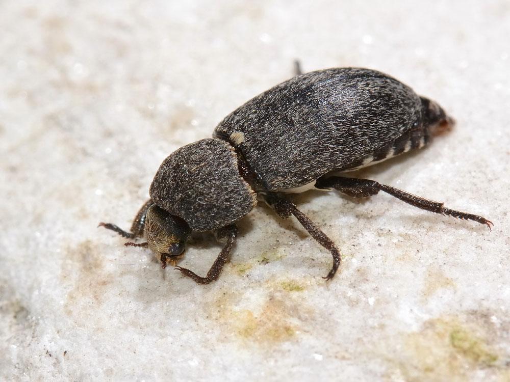 Dermestes laniarius (cf.)